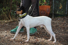 SNOOPY, Hund, Bodeguero Andaluz in Spanien - Bild 9