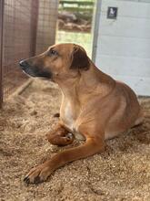 HELENE, Hund, Mischlingshund in Ungarn - Bild 16