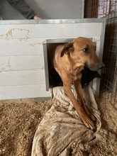 HELENE, Hund, Mischlingshund in Ungarn - Bild 3