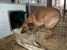 HELENE, Hund, Mischlingshund in Ungarn - Bild 4