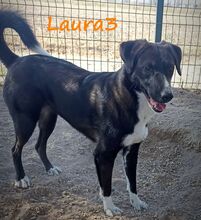 LAURA3, Hund, Mischlingshund in Griechenland - Bild 5