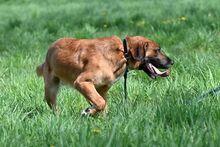 GLUTEN, Hund, Mischlingshund in Bad Wünnenberg - Bild 1