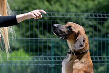 GLUTEN, Hund, Mischlingshund in Bad Wünnenberg - Bild 12