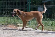 GLUTEN, Hund, Mischlingshund in Bad Wünnenberg - Bild 13