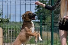 GLUTEN, Hund, Mischlingshund in Bad Wünnenberg - Bild 15