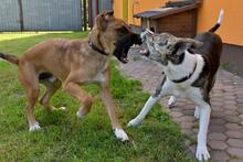 GLUTEN, Hund, Mischlingshund in Bad Wünnenberg - Bild 18