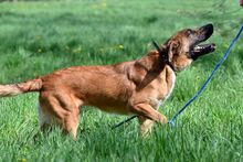 GLUTEN, Hund, Mischlingshund in Bad Wünnenberg - Bild 2