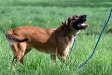 GLUTEN, Hund, Mischlingshund in Bad Wünnenberg - Bild 8