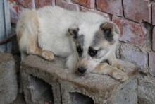 PINTI, Hund, Mischlingshund in Lohra-Reimershausen - Bild 2