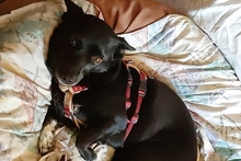 BUBA, Hund, Pinscher-Dackel-Mix in Stadthagen - Bild 1