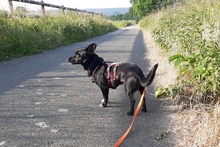 BUBA, Hund, Pinscher-Dackel-Mix in Stadthagen - Bild 10