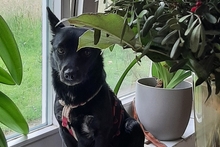 BUBA, Hund, Pinscher-Dackel-Mix in Stadthagen - Bild 13