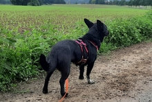 BUBA, Hund, Pinscher-Dackel-Mix in Stadthagen - Bild 14