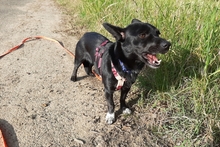 BUBA, Hund, Pinscher-Dackel-Mix in Stadthagen - Bild 16