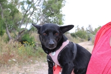 BUBA, Hund, Pinscher-Dackel-Mix in Stadthagen - Bild 17