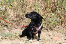 BUBA, Hund, Pinscher-Dackel-Mix in Stadthagen - Bild 18