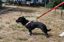 BUBA, Hund, Pinscher-Dackel-Mix in Stadthagen - Bild 19