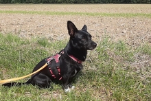 BUBA, Hund, Pinscher-Dackel-Mix in Stadthagen - Bild 2