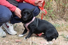 BUBA, Hund, Pinscher-Dackel-Mix in Stadthagen - Bild 20