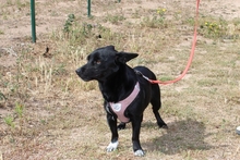 BUBA, Hund, Pinscher-Dackel-Mix in Stadthagen - Bild 21