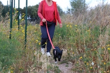 BUBA, Hund, Pinscher-Dackel-Mix in Stadthagen - Bild 22