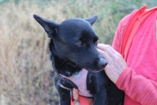 BUBA, Hund, Pinscher-Dackel-Mix in Stadthagen - Bild 23