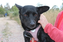 BUBA, Hund, Pinscher-Dackel-Mix in Stadthagen - Bild 24