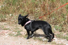 BUBA, Hund, Pinscher-Dackel-Mix in Stadthagen - Bild 25