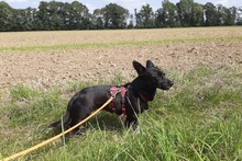 BUBA, Hund, Pinscher-Dackel-Mix in Stadthagen - Bild 3