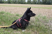 BUBA, Hund, Pinscher-Dackel-Mix in Stadthagen - Bild 4