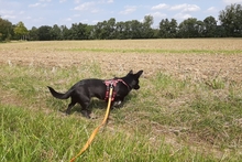 BUBA, Hund, Pinscher-Dackel-Mix in Stadthagen - Bild 5