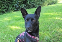 BUBA, Hund, Pinscher-Dackel-Mix in Stadthagen - Bild 6