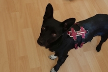 BUBA, Hund, Pinscher-Dackel-Mix in Stadthagen - Bild 7