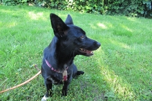 BUBA, Hund, Pinscher-Dackel-Mix in Stadthagen - Bild 8