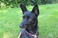 BUBA, Hund, Pinscher-Dackel-Mix in Stadthagen - Bild 9