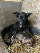 LILLY, Hund, Mischlingshund in Runkel - Bild 3