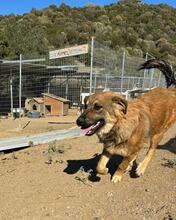 JANNIS, Hund, Mischlingshund in Griechenland - Bild 1