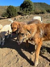 JANNIS, Hund, Mischlingshund in Griechenland - Bild 3