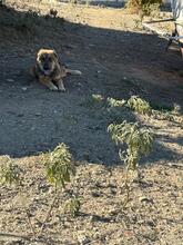 JANNIS, Hund, Mischlingshund in Griechenland - Bild 4