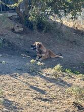 JANNIS, Hund, Mischlingshund in Griechenland - Bild 5