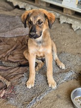 JANNIS, Hund, Mischlingshund in Griechenland - Bild 6