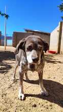 CORI, Hund, Mischlingshund in Spanien