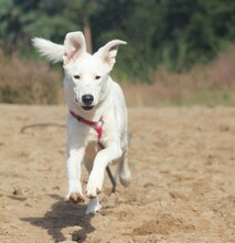 BLÜMCHEN, Hund, Deutscher Schäferhund in Troisdorf - Bild 1