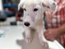 BLÜMCHEN, Hund, Deutscher Schäferhund in Troisdorf - Bild 16