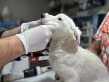 BLÜMCHEN, Hund, Deutscher Schäferhund in Troisdorf - Bild 17