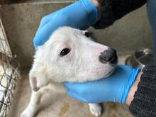 BLÜMCHEN, Hund, Deutscher Schäferhund in Troisdorf - Bild 18