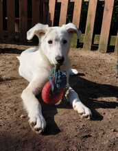 BLÜMCHEN, Hund, Deutscher Schäferhund in Troisdorf - Bild 4