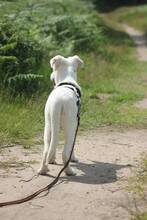 BLÜMCHEN, Hund, Deutscher Schäferhund in Troisdorf - Bild 6