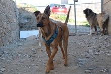 FELIPE, Hund, Mischlingshund in Spanien - Bild 3