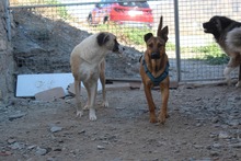 FELIPE, Hund, Mischlingshund in Spanien - Bild 4